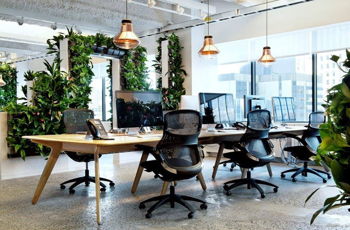 офисное пространство с комнатными растениями